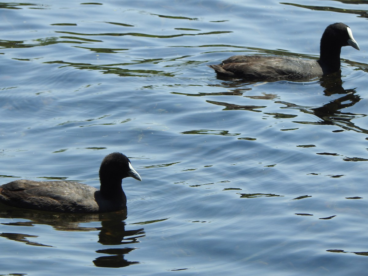 Eurasian Coot - DS Ridley