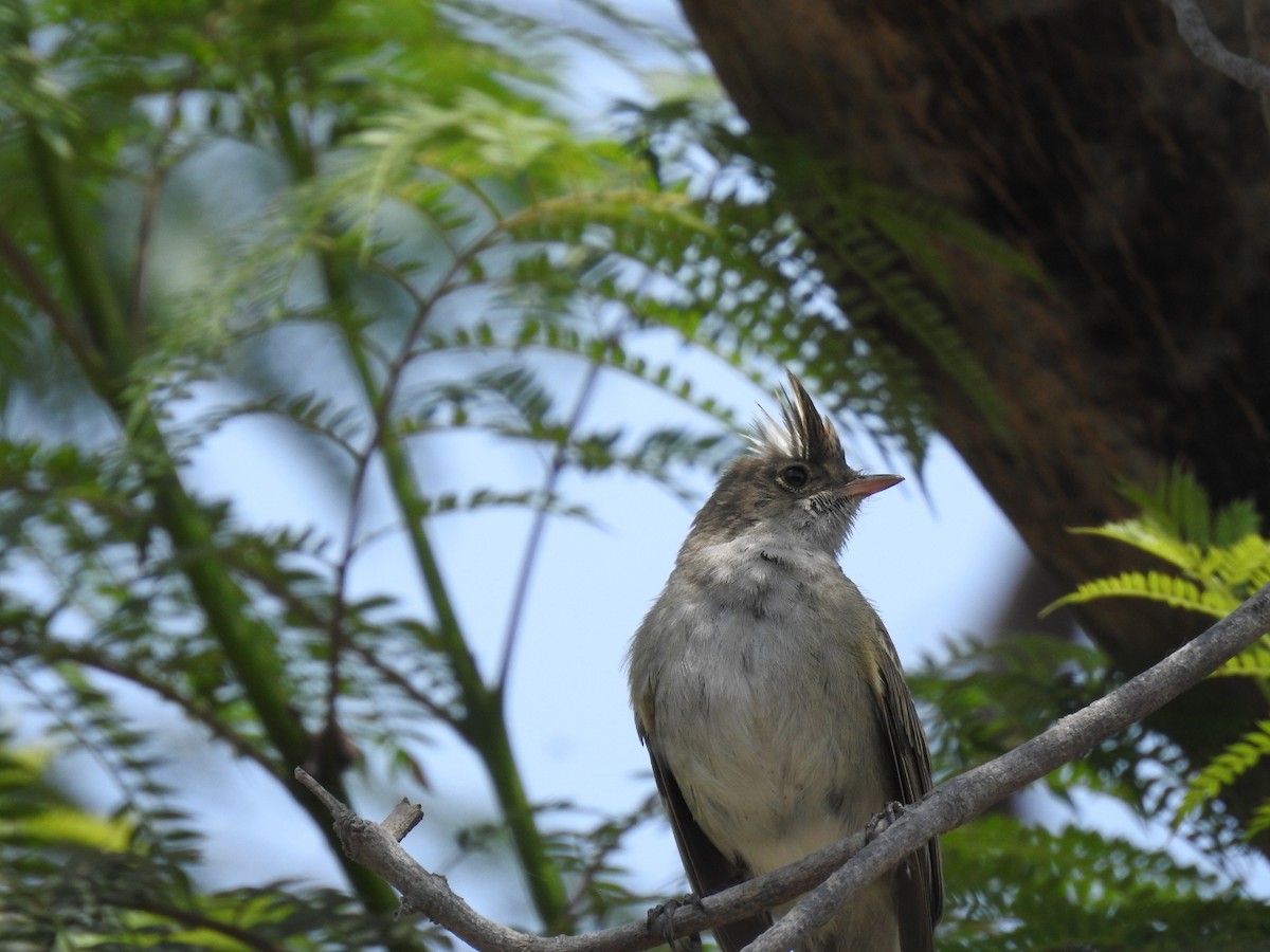 White-crested Elaenia - ML613374170