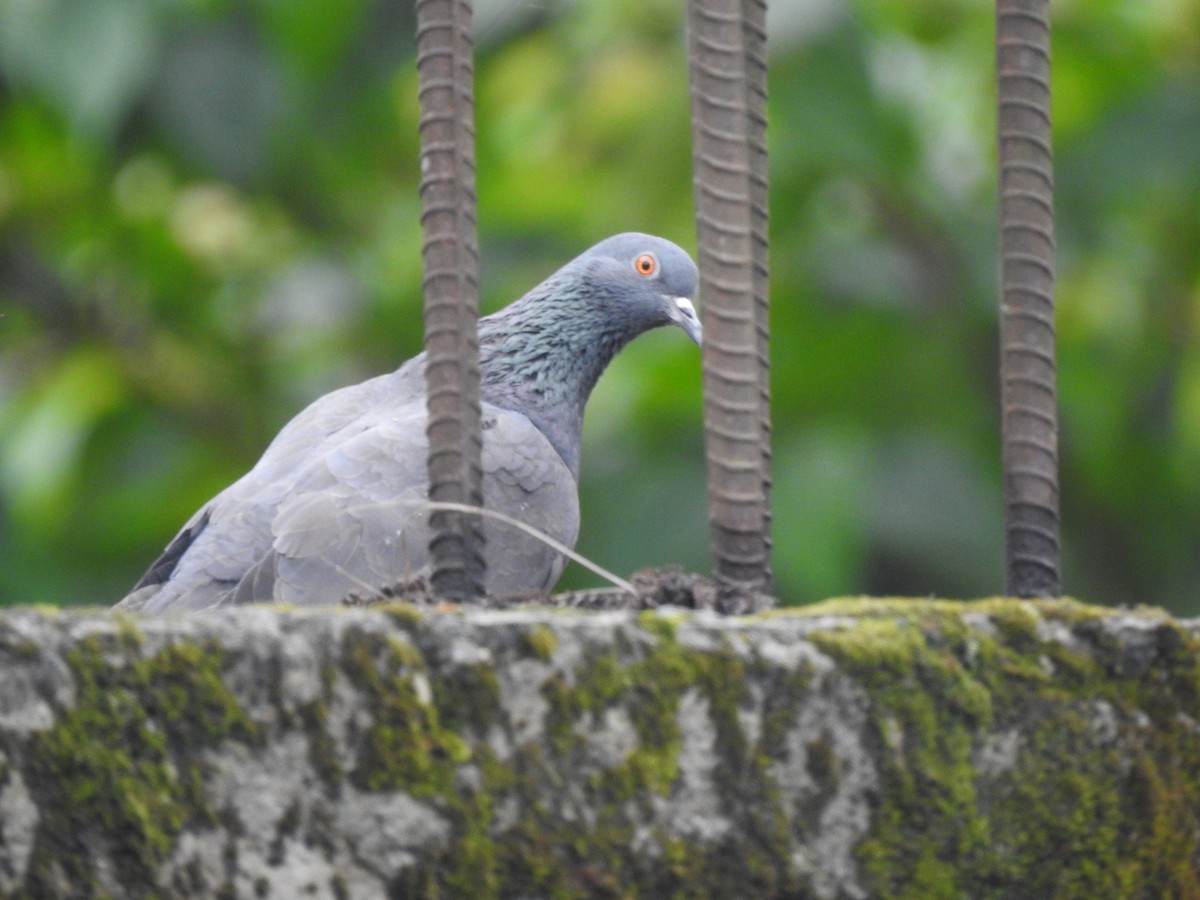 Rock Pigeon (Feral Pigeon) - ML613374187