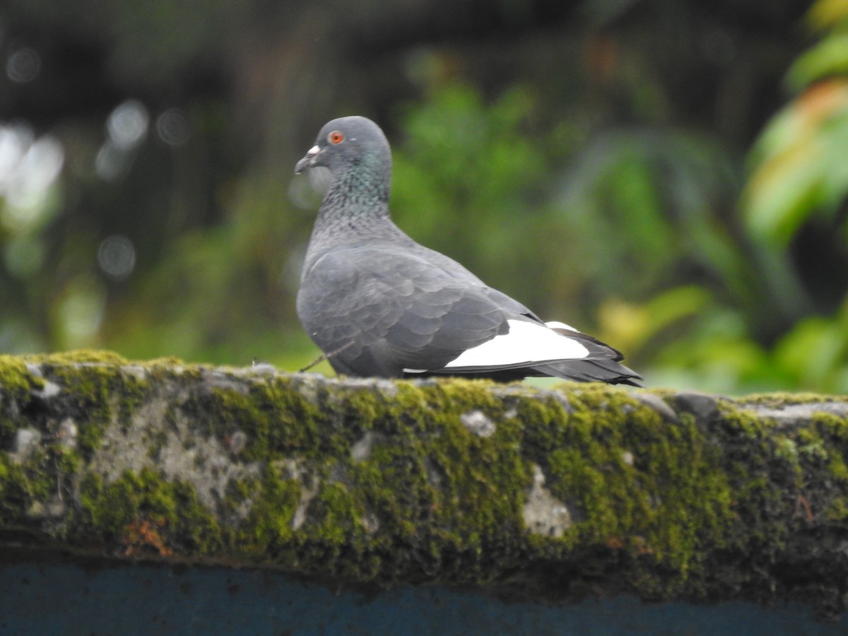 Rock Pigeon (Feral Pigeon) - ML613374188