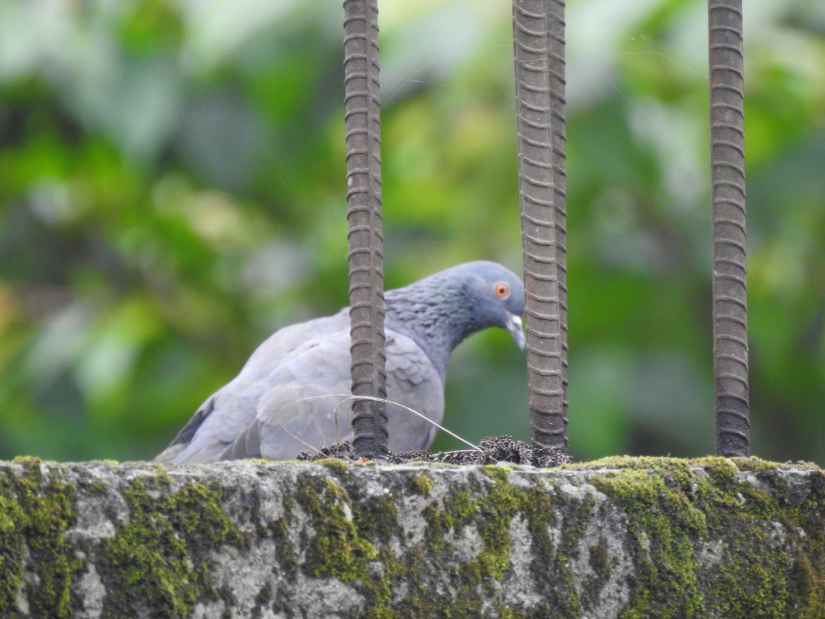 Rock Pigeon (Feral Pigeon) - ML613374189