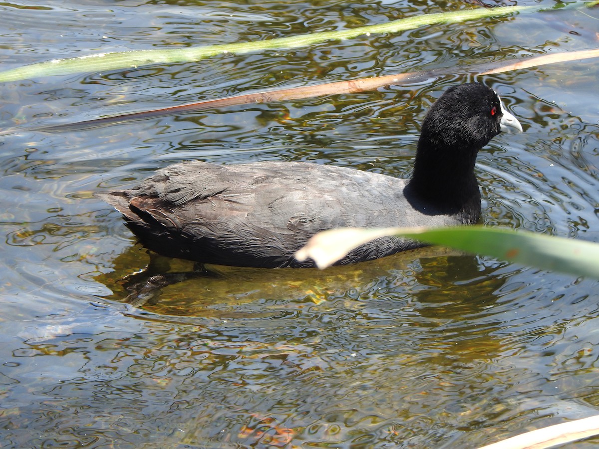 Eurasian Coot - ML613374198