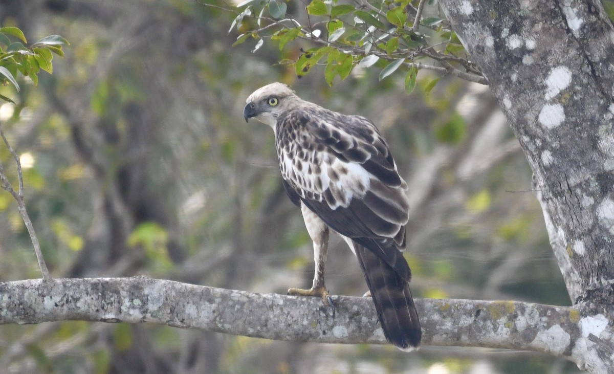 Changeable Hawk-Eagle - ML613374208