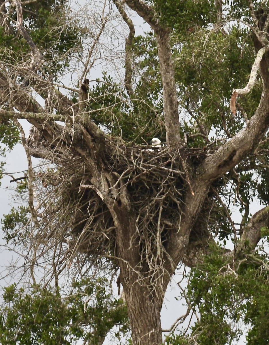 White-bellied Sea-Eagle - ML613374210