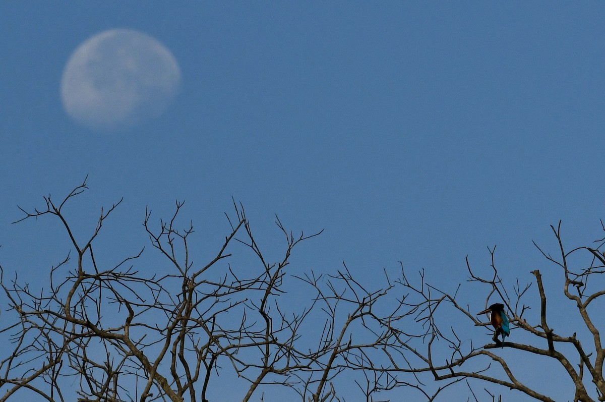White-throated Kingfisher - ML613374213