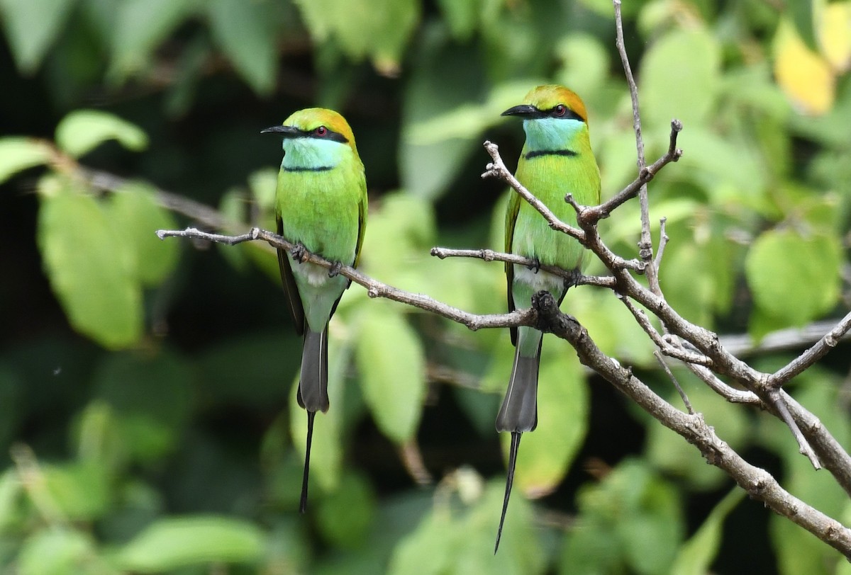 Asian Green Bee-eater - Dan Galvin