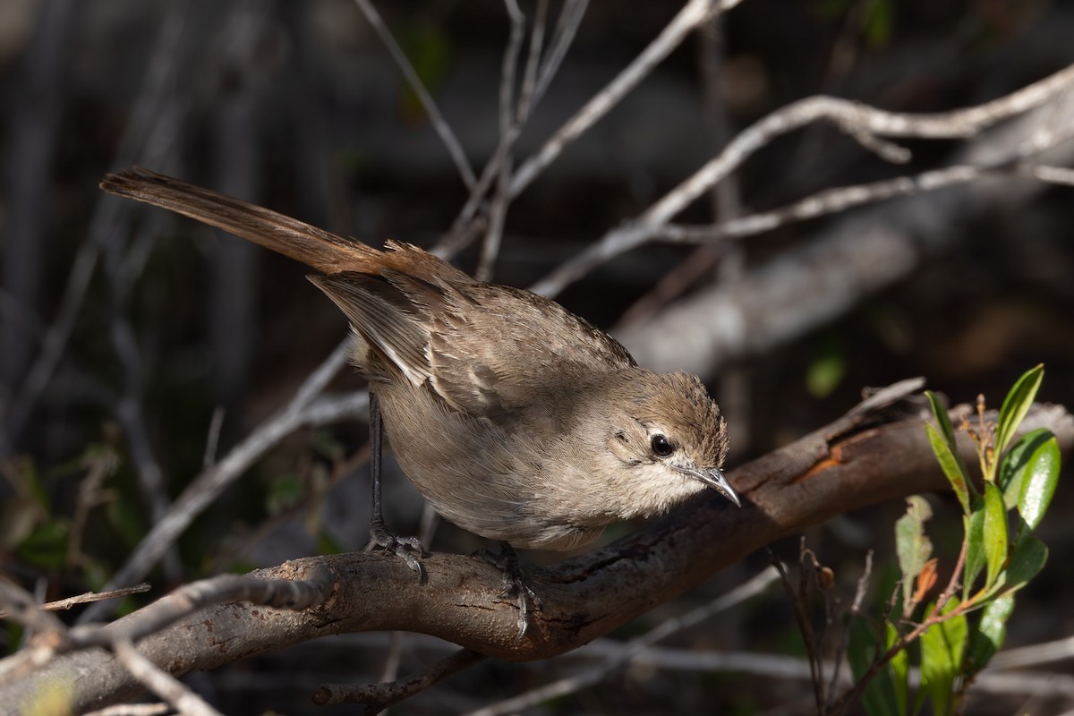 Southern Scrub-Robin - ML613374222