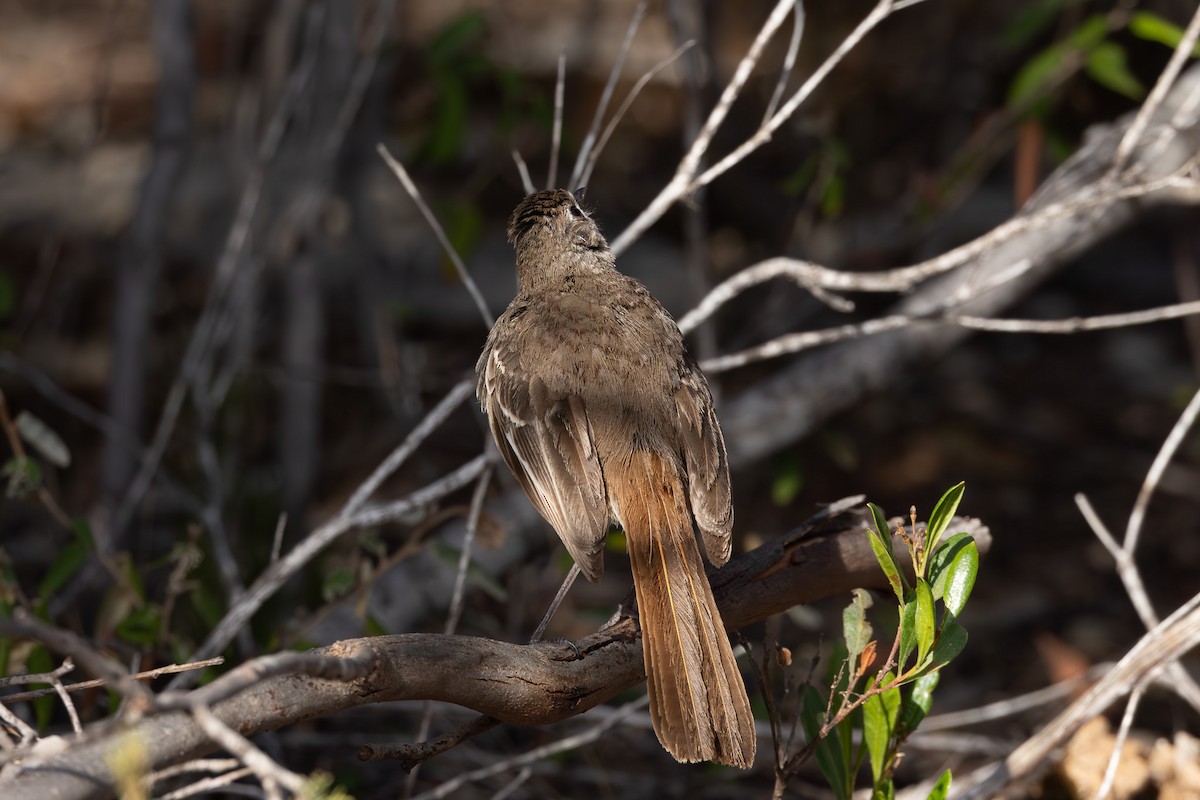 Southern Scrub-Robin - ML613374223