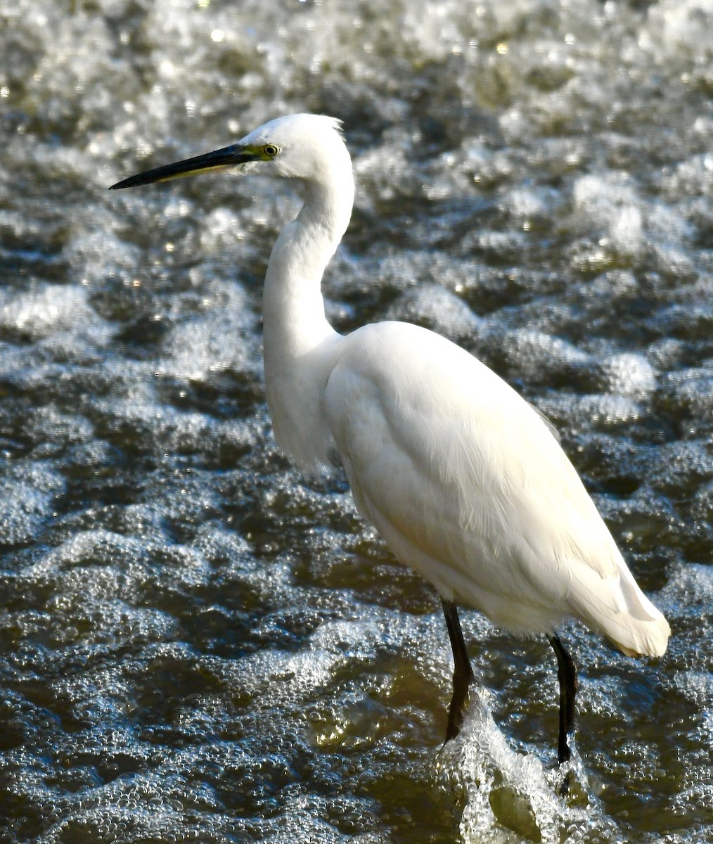Little Egret - ML613374227
