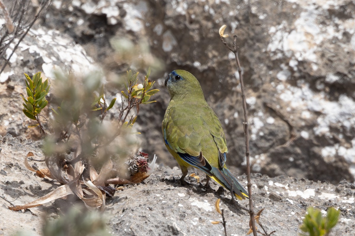 Rock Parrot - ML613374231