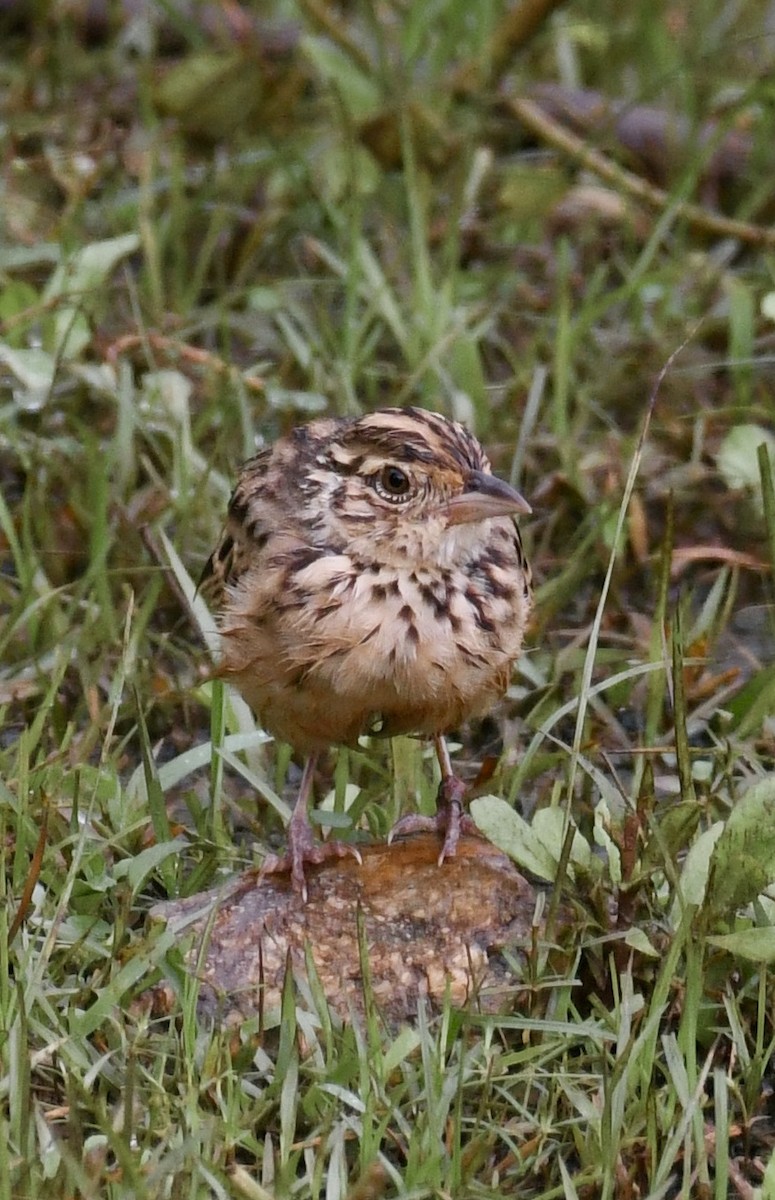 Jerdon's Bushlark - ML613374236
