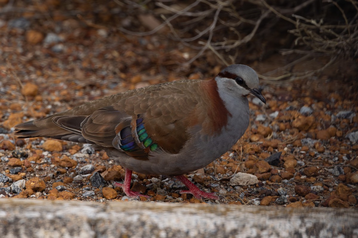 Brush Bronzewing - ML613374240