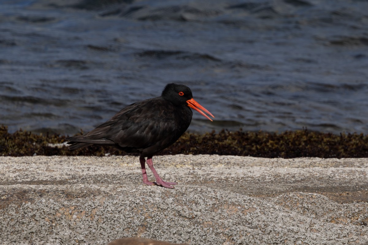 Sooty Oystercatcher - ML613374248