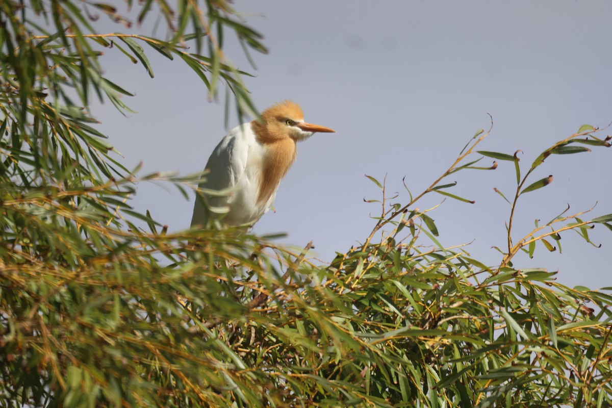 Eastern Cattle Egret - GEOFFREY SHINKFIELD