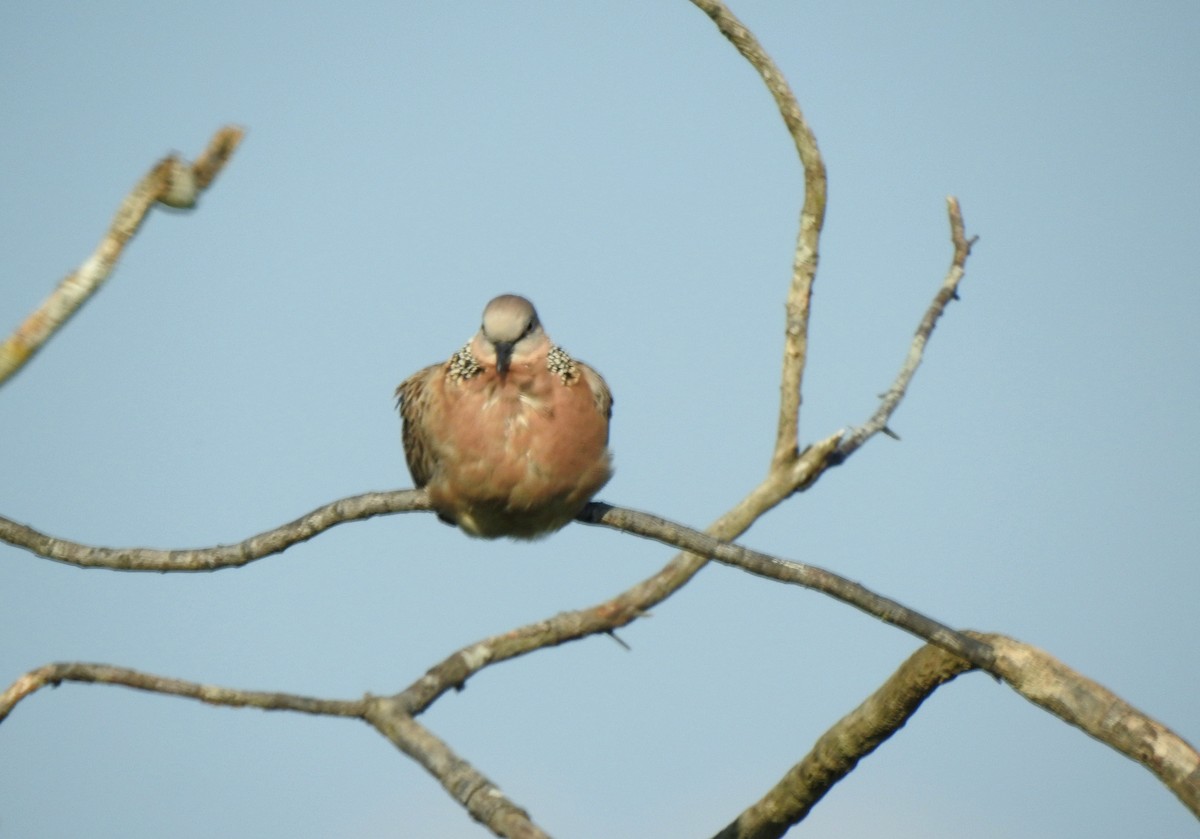 珠頸斑鳩 - ML613374324