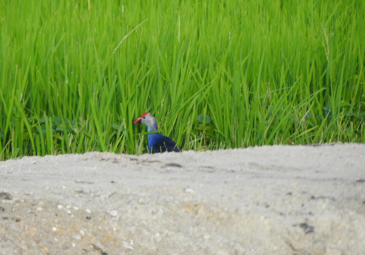 Gray-headed Swamphen - ML613374328