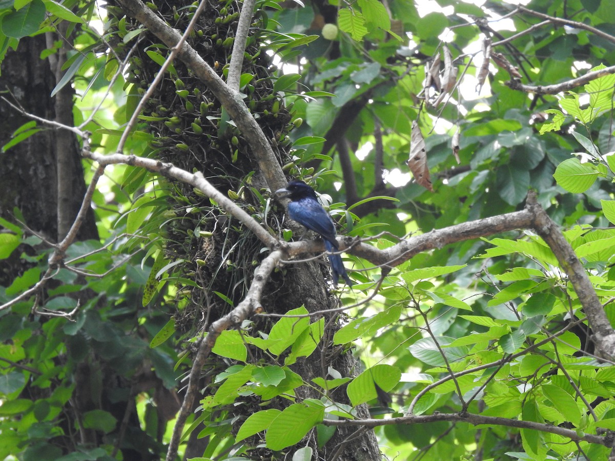 Greater Racket-tailed Drongo - ML613374336