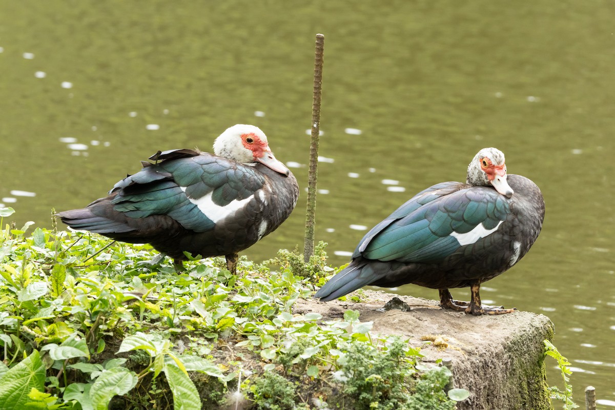 Muscovy Duck (Domestic type) - Carsten Sekula