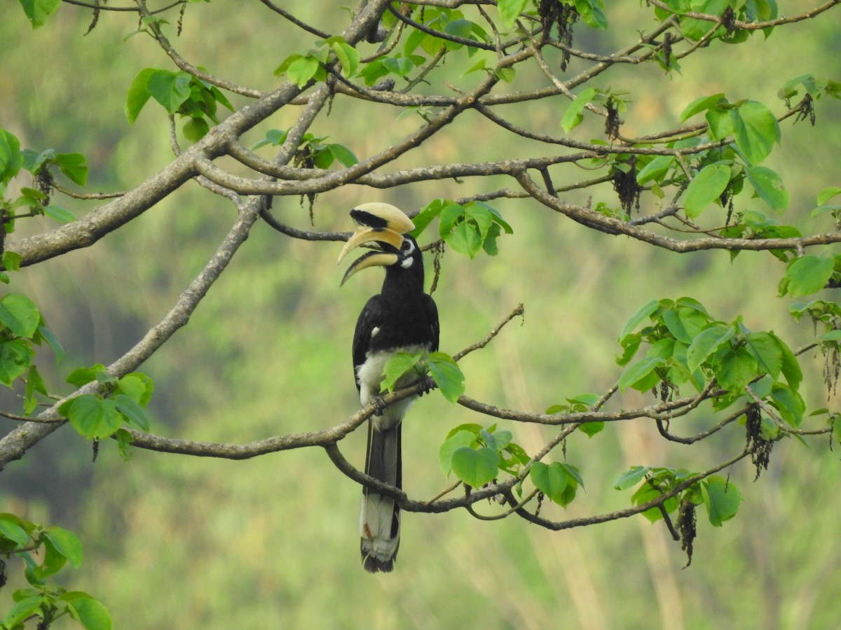 Oriental Pied-Hornbill - ML613374466