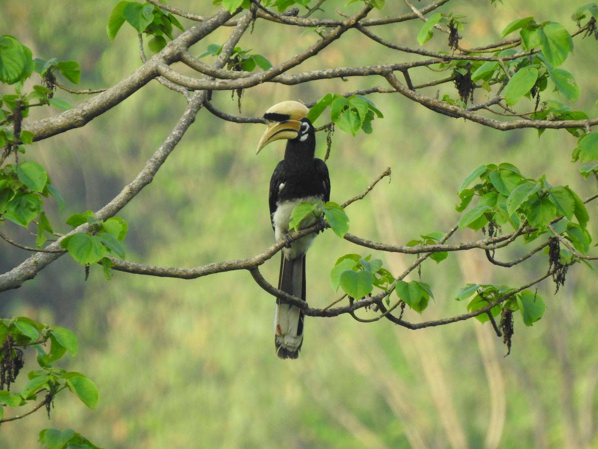 Oriental Pied-Hornbill - ML613374468