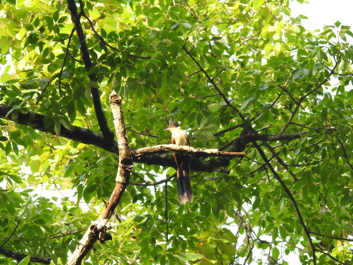 Chestnut-winged Cuckoo - ML613374489