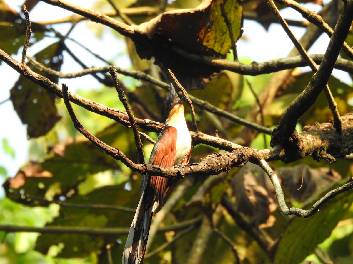 Chestnut-winged Cuckoo - ML613374495