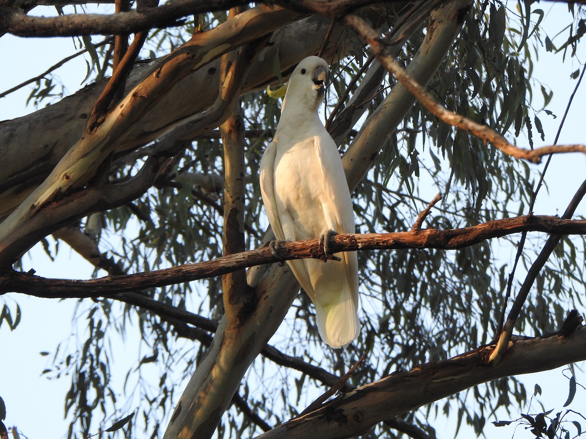 Sulphur-crested Cockatoo - ML613374508
