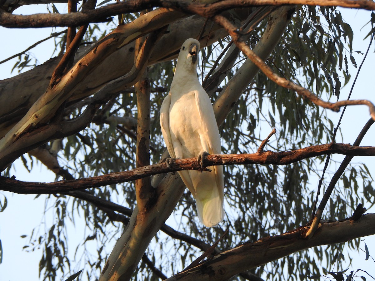 Sulphur-crested Cockatoo - ML613374516
