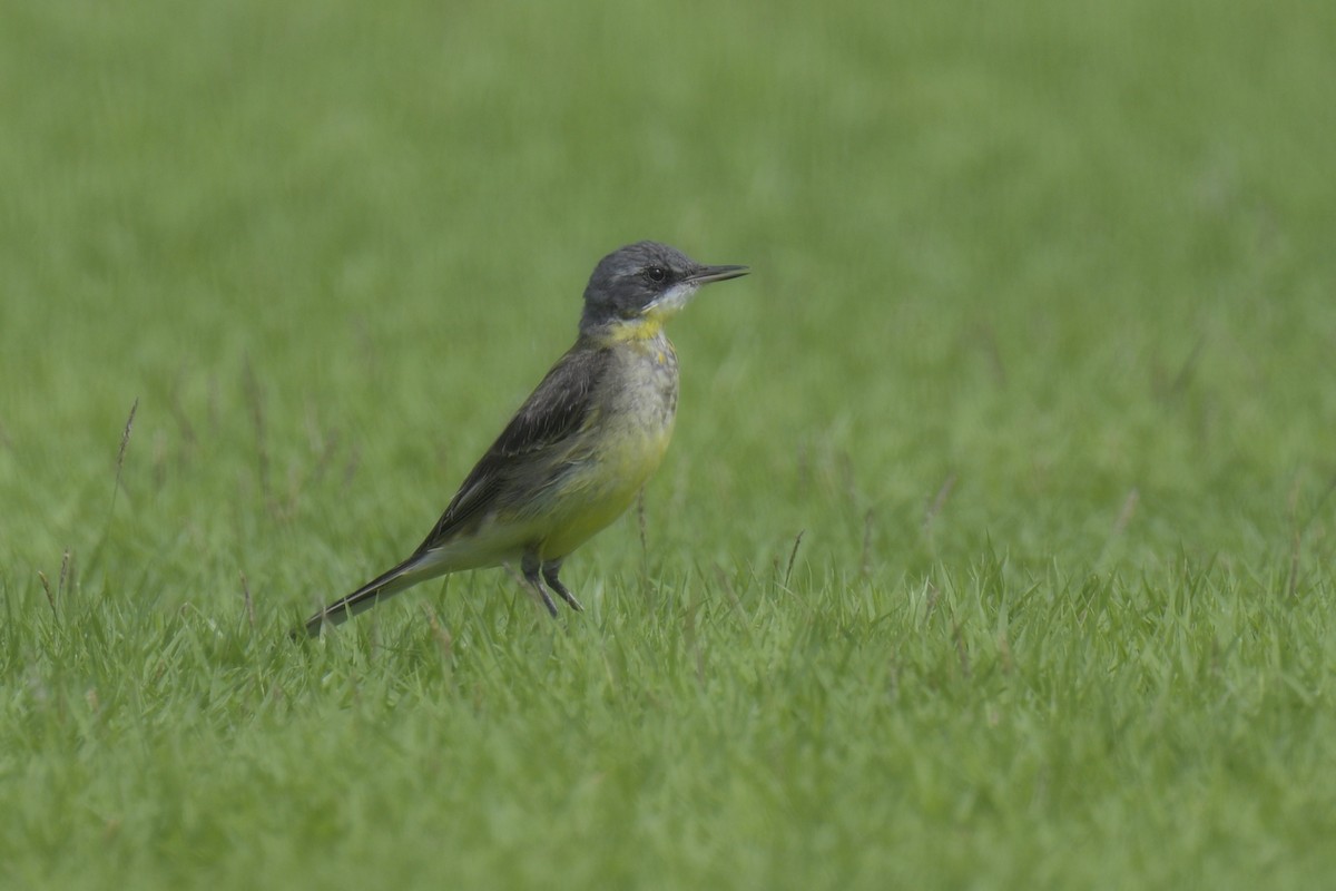 Eastern Yellow Wagtail - ML613374517