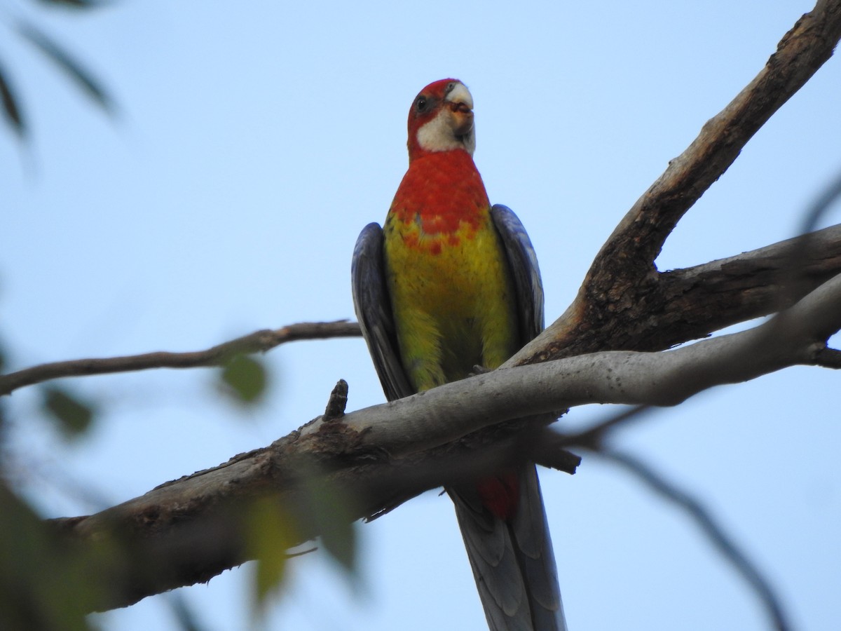Eastern Rosella - ML613374518