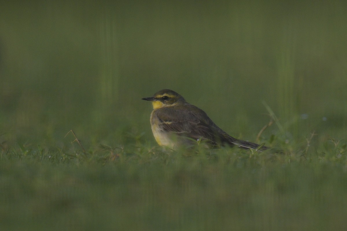 Eastern Yellow Wagtail - ML613374520