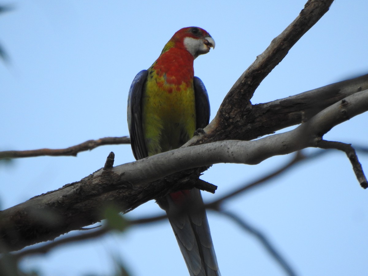 Eastern Rosella - ML613374525