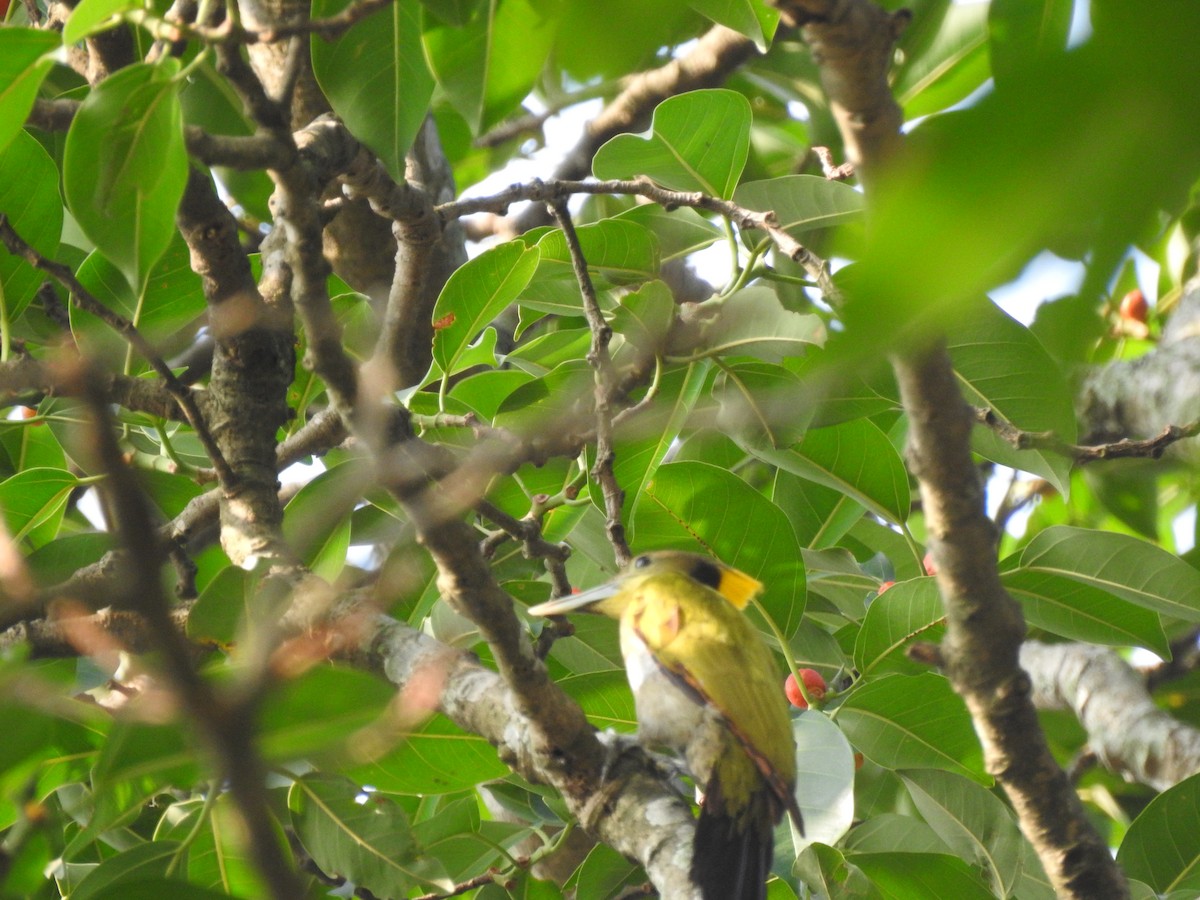 Greater Yellownape - BiRdeR BäBä