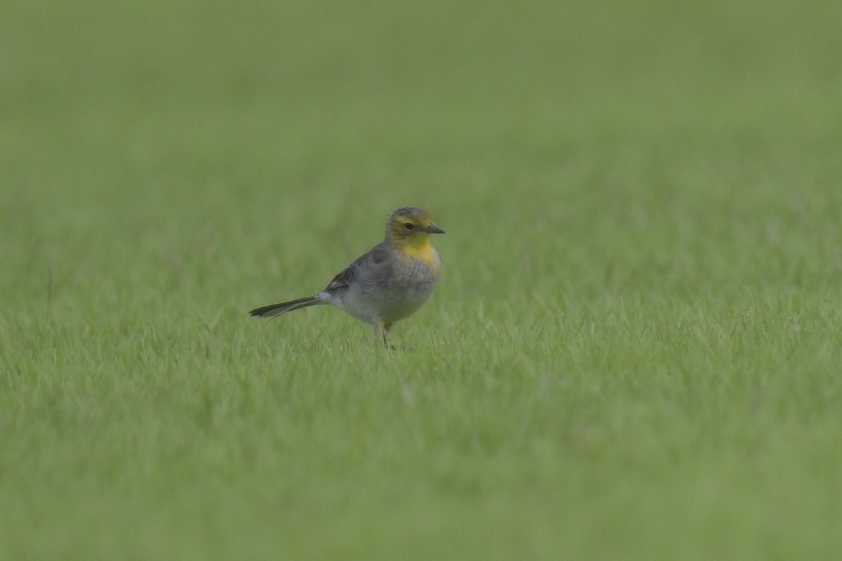 Citrine Wagtail - ML613374531