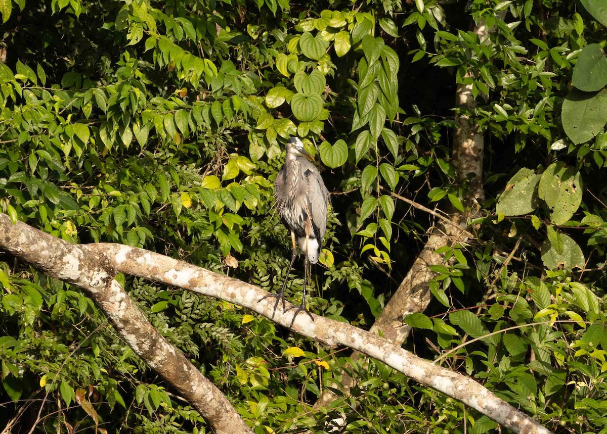 Great Blue Heron - ML613374543