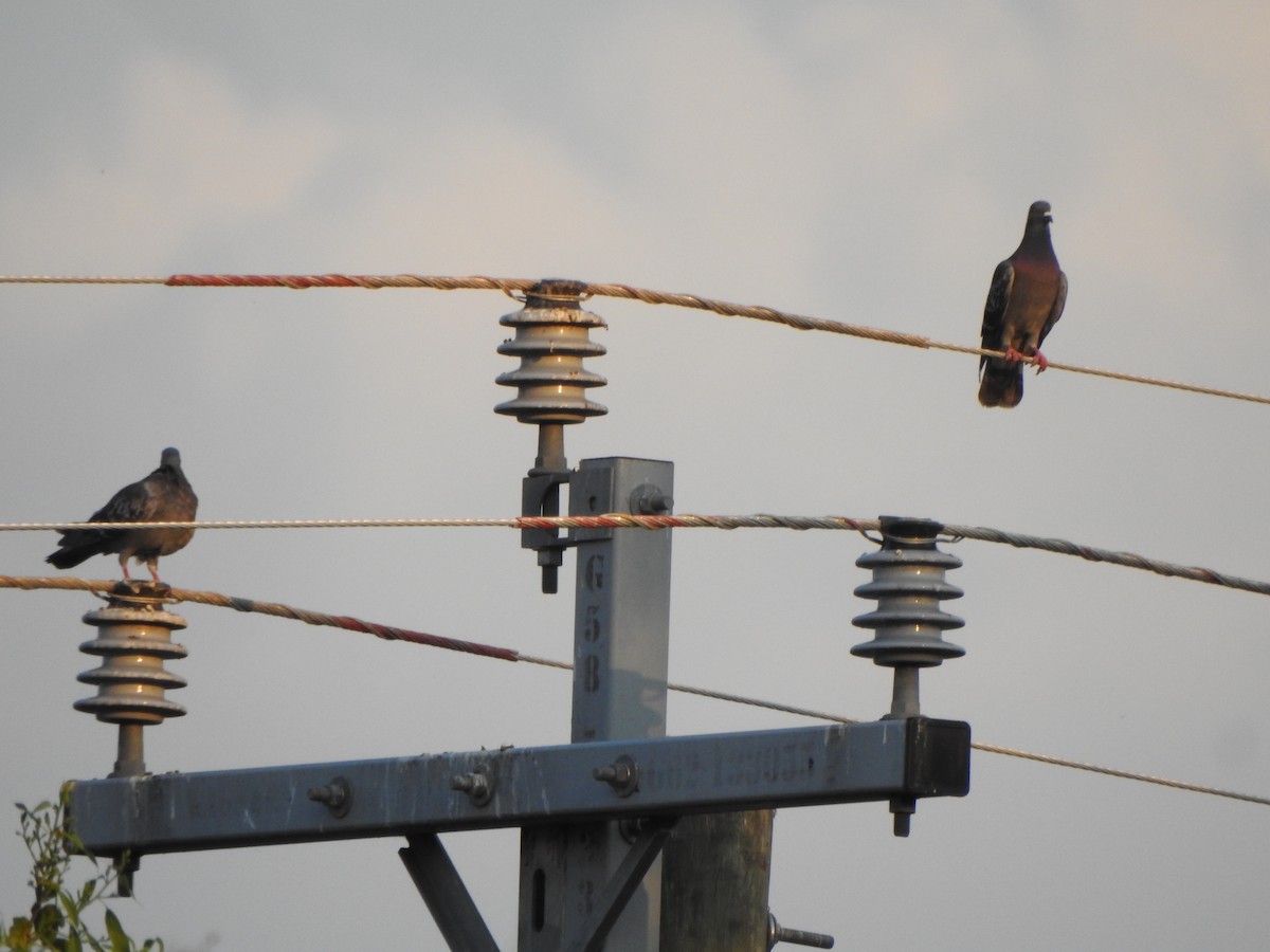 Rock Pigeon (Feral Pigeon) - ML613374544