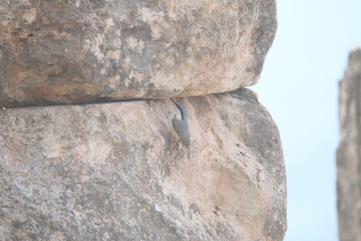 Western Rock Nuthatch - Nathan Alblas