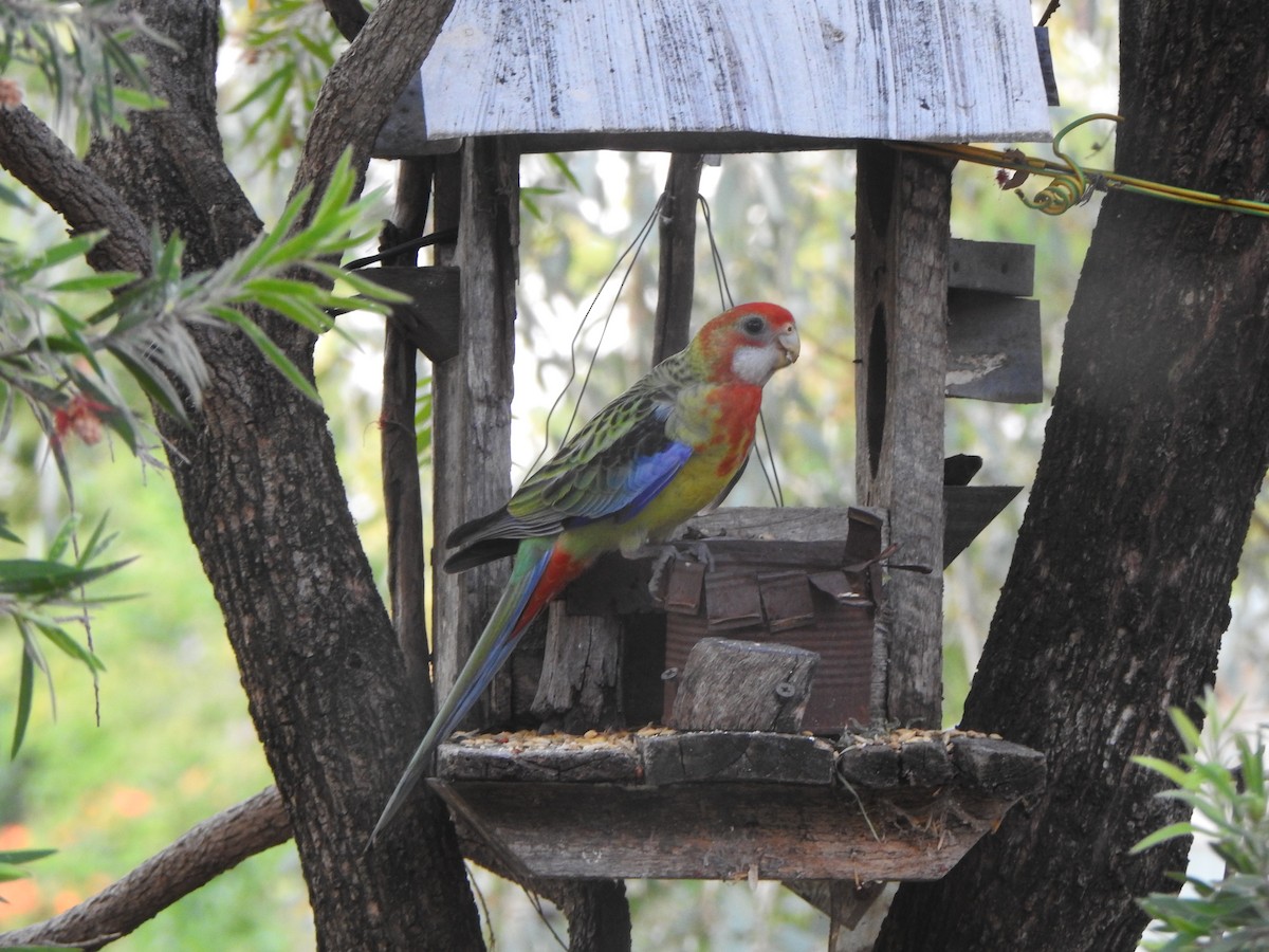 Eastern Rosella - ML613374556