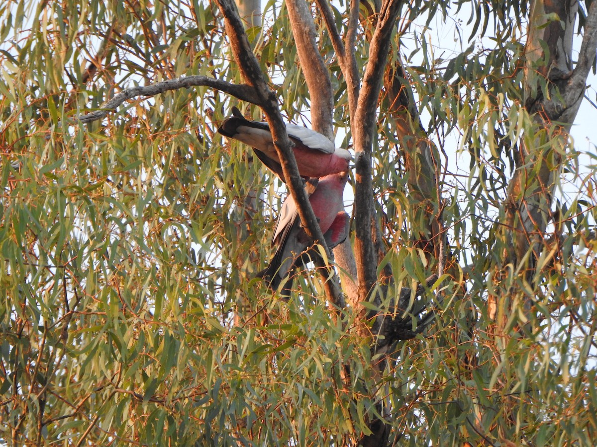 Galah - ML613374568