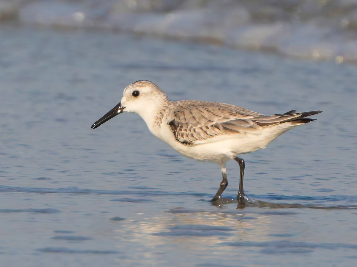 Sanderling - Michael Sanders