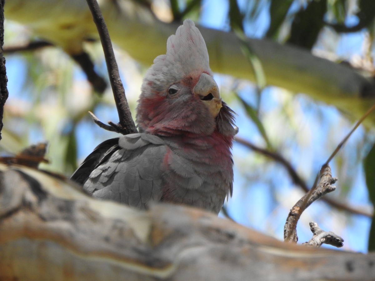 Galah - ML613374643