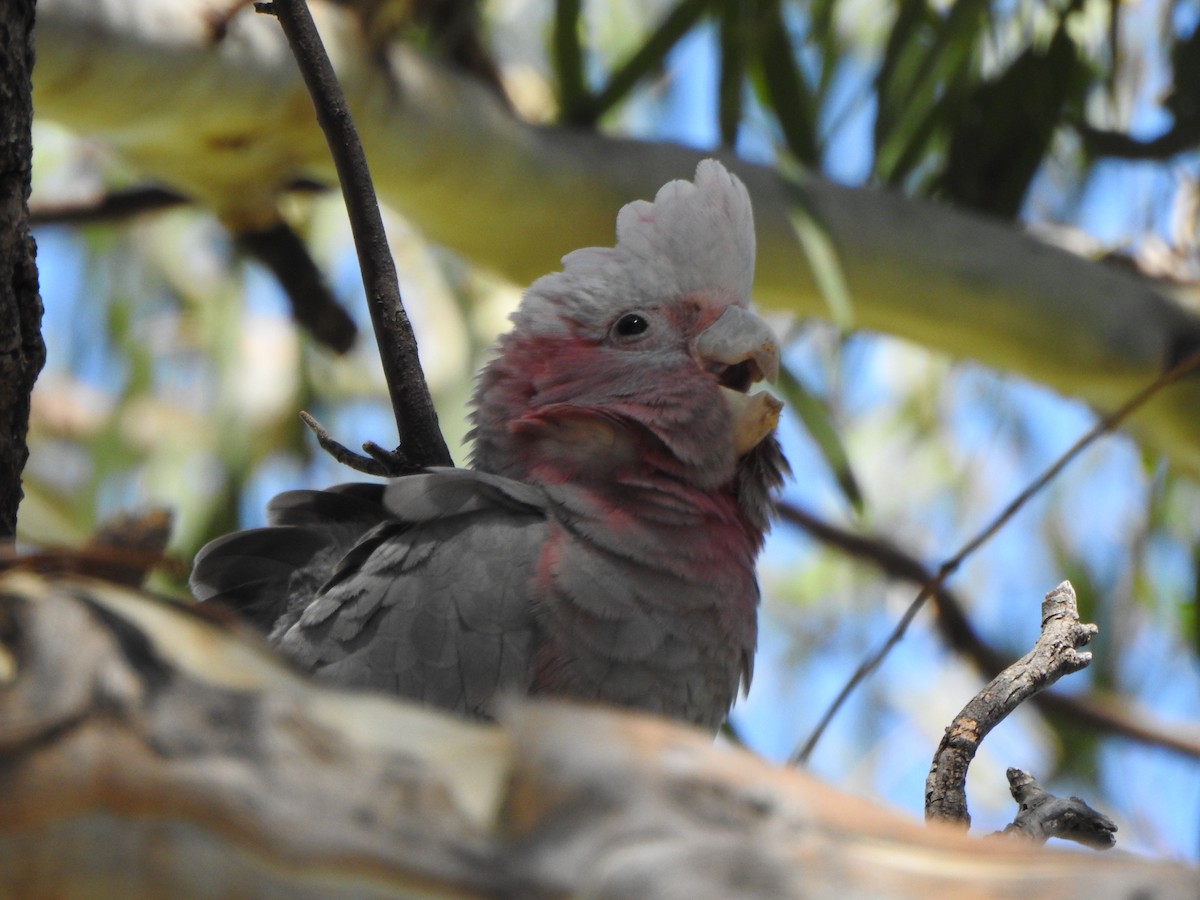 Galah - ML613374644