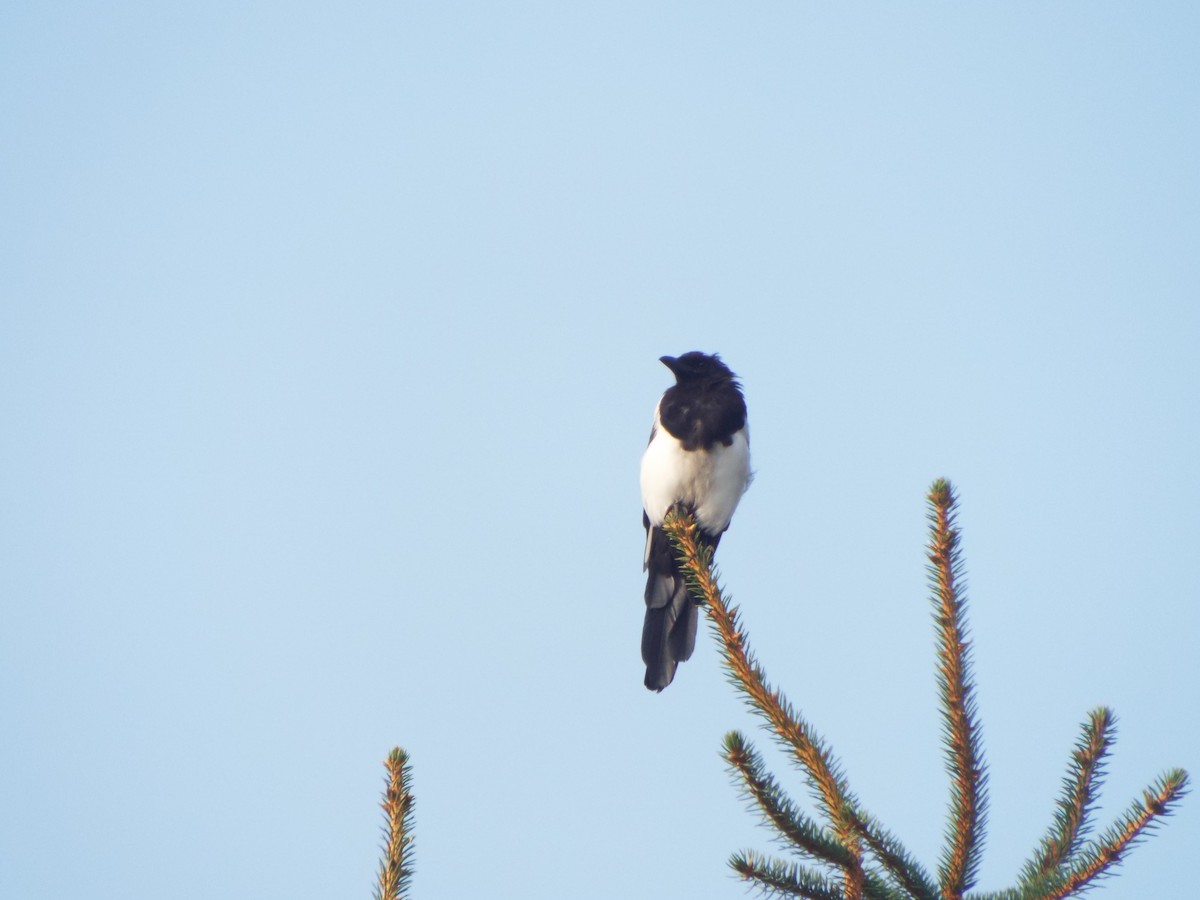 Black-billed Magpie - ML613374656