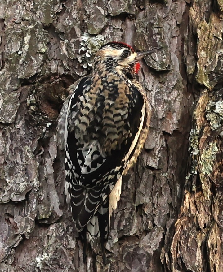 Yellow-bellied Sapsucker - ML613374677