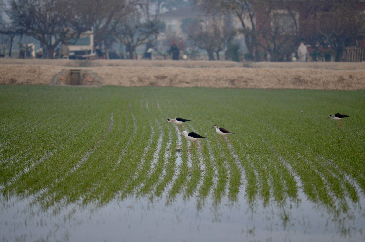 Black-winged Stilt - ML613374710