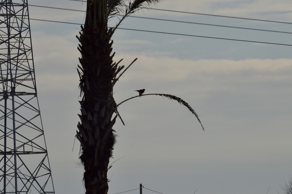 Eurasian Kestrel - ML613374723