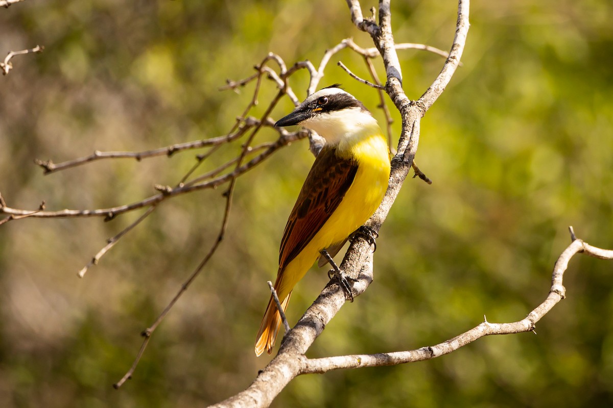 Great Kiskadee - ML613374781