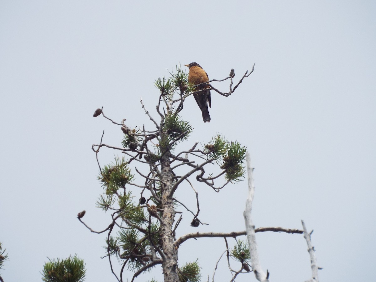 American Robin - Chen Faibis