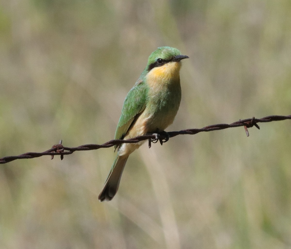 Little Bee-eater - Dawie de Swardt