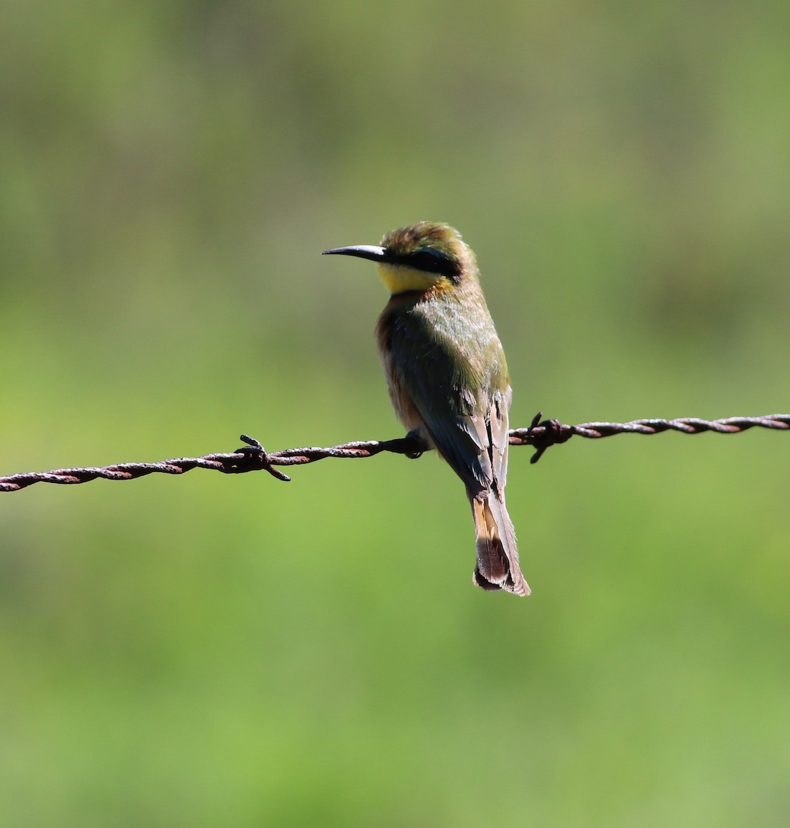 Little Bee-eater - ML613374817